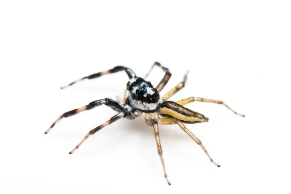 Aranha de jumper — Fotografia de Stock