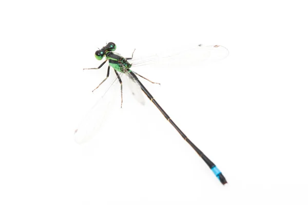 Piccola libellula verde — Foto Stock