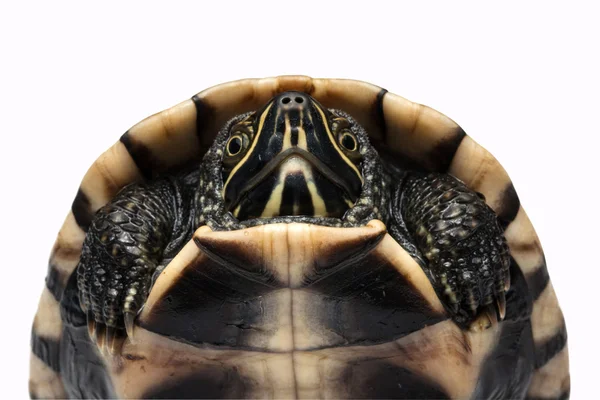 Schildkröte — Stockfoto