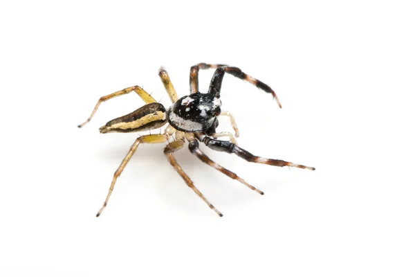 Pavouk mikiny — Stock fotografie