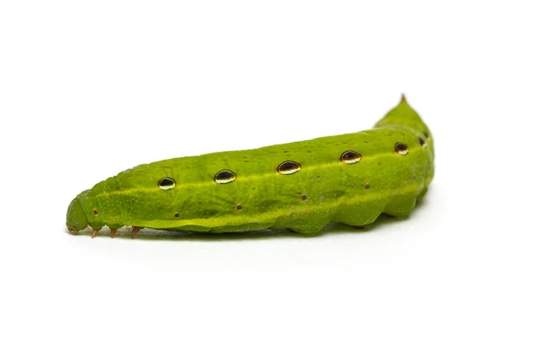 Groene rups — Stockfoto