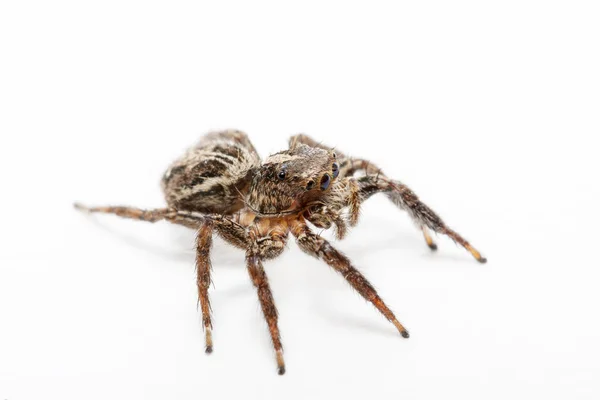 Spider — Stock Photo, Image