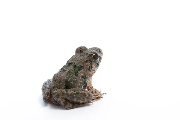 Marsh žába izolovaných — Stock fotografie