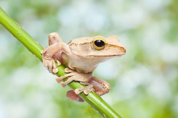 Tree frog — Stock Photo, Image