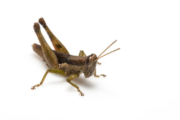 Grasshopper Royalty Free Stock Images