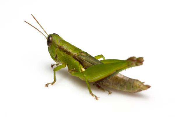 Grasshopper Stock Photo