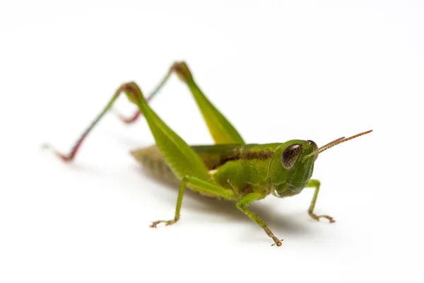 Grasshopper Stock Image