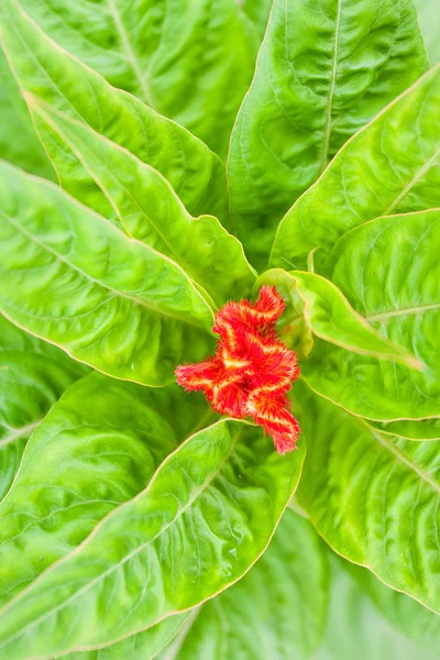 Plumed cockscomb flowers — Stock Photo, Image