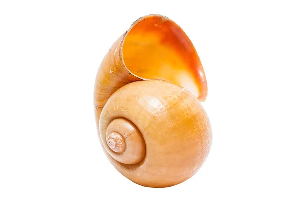 Spiraal shell — Stockfoto