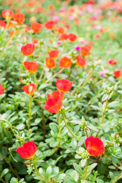 Portulaca Fiori — Foto Stock