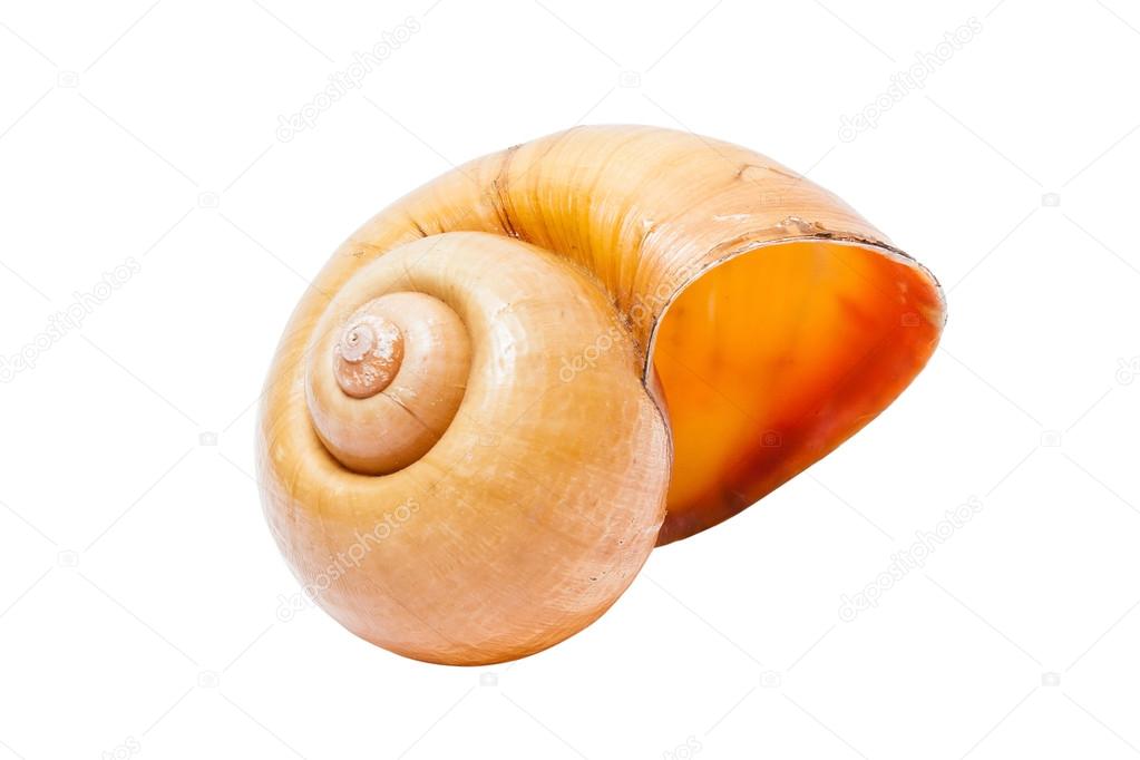 Spiral shell