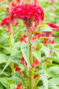 tüylü cockscomb çiçek
