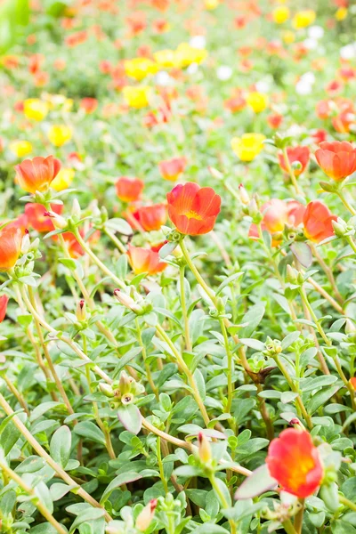 永年性マツバボタンの花 — ストック写真