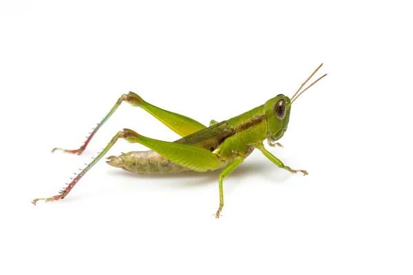 Grasshopper Stock Image