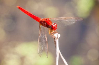 Kırmızı yusufçuk