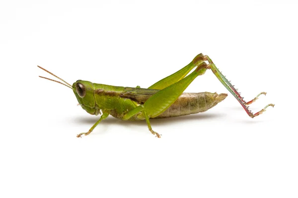 Grasshopper Royalty Free Stock Images