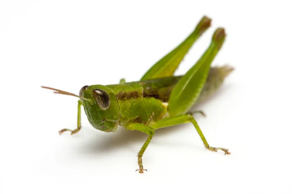 Grasshopper Stock Picture