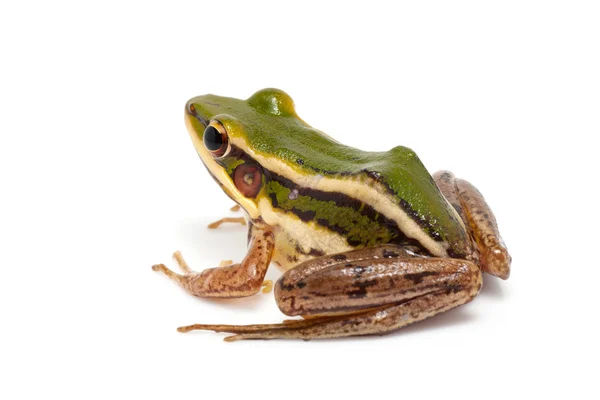 Grüner Frosch (grüner Reisfrosch)) — Stockfoto