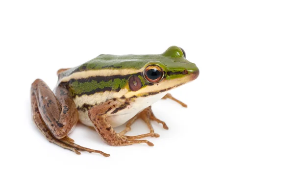 Grüner Frosch (grüner Reisfrosch)) — Stockfoto