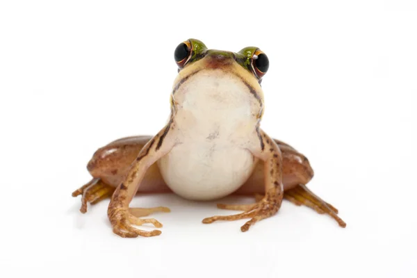 Zelená žába (zelený neloupané žába) — Stock fotografie