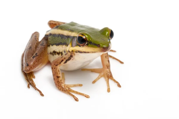 Groene kikker (groene paddy kikker) — Stockfoto