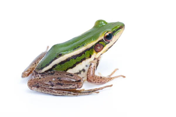 Grüner Frosch (grüner Reisfrosch)) — Stockfoto