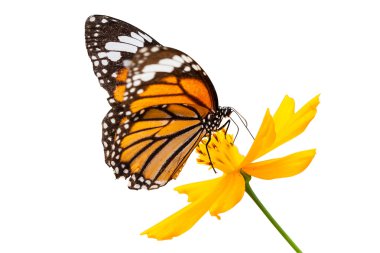 Monarch kelebek çiçek üzerinde nektar arayışı