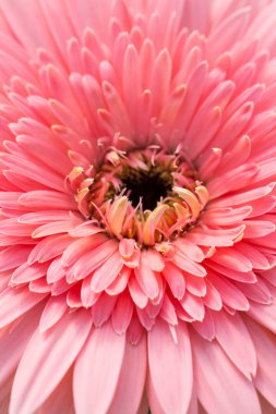 pembe gerbera çiçek