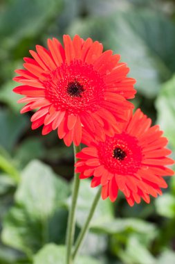 Kırmızı gerbera çiçek