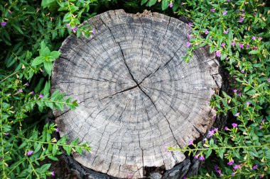 Texture of tree stump, clipart