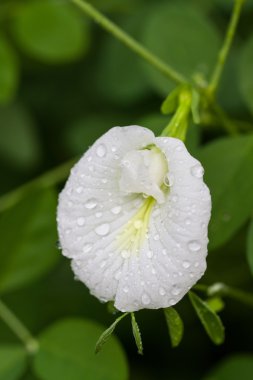 Kelebek bezelye çiçeği