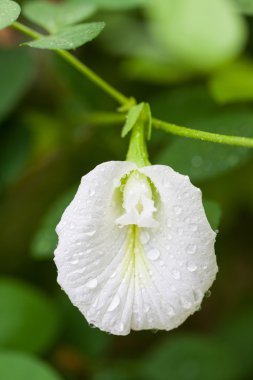 Kelebek bezelye çiçeği