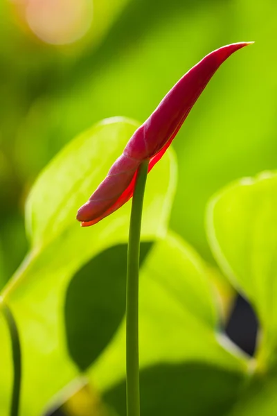 Anthurium flower red color — Stock Photo, Image