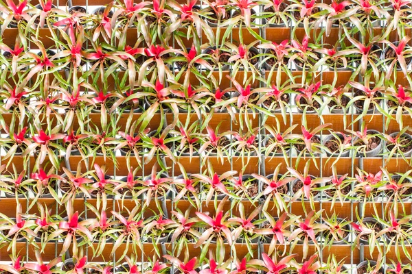 Bromeliad vertical gardening. — Stock Photo, Image