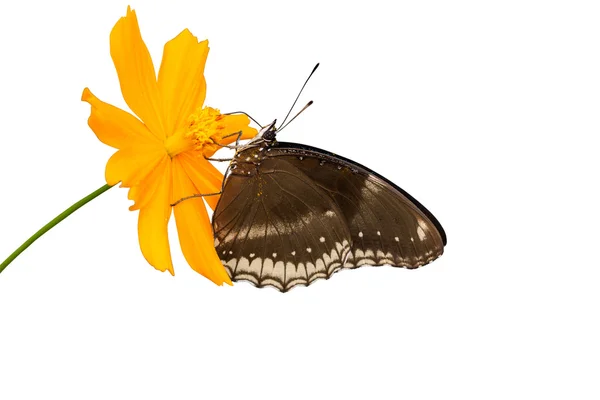 Bela borboleta procurando néctar em uma flor — Fotografia de Stock