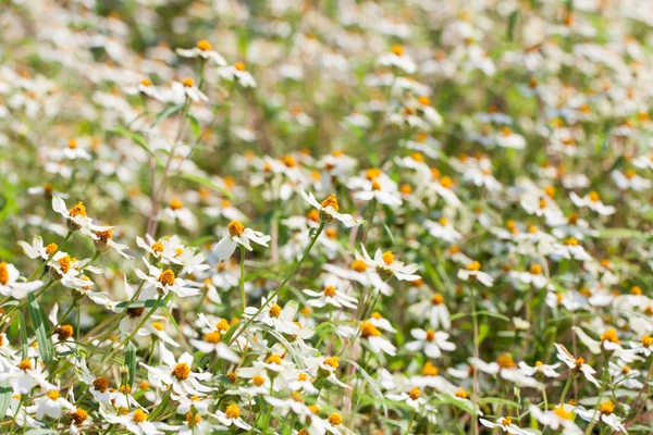 Beyaz zinnia çiçekler — Stok fotoğraf