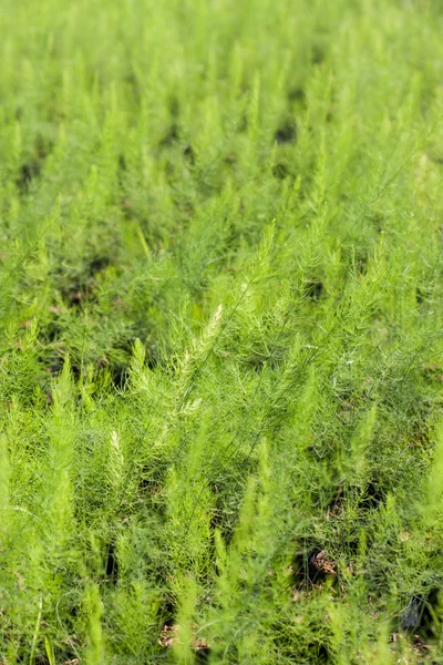 Asparagus Seedling — Stock Photo, Image