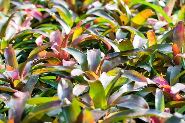 Bromeliads in garden — Stock Photo, Image