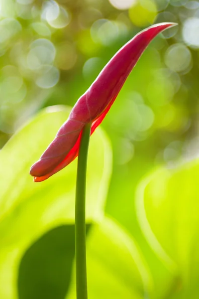 Anthurium fiore colore rosso — Foto Stock