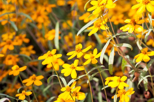 Fiori di zinco — Foto Stock