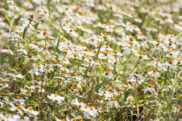 白い百日草の花 — ストック写真