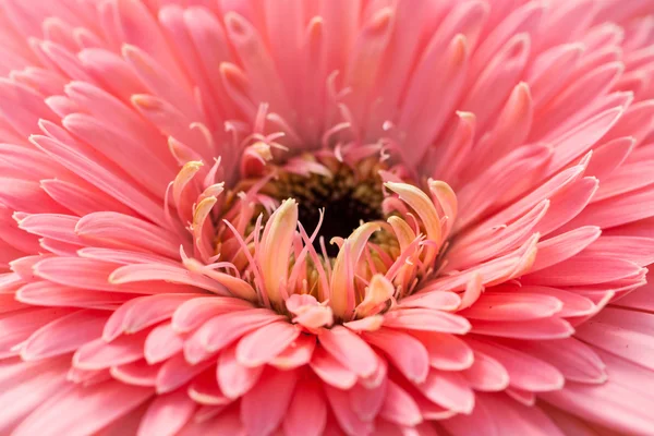 Schöne rosa Gerbera Blume, — Stockfoto