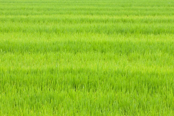 Rice fields in rural Thailand, Asia — Stock Photo, Image