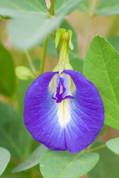 Schmetterling Erbsenblume — Stockfoto