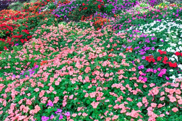 Kleurrijke petunia bloemen — Stockfoto