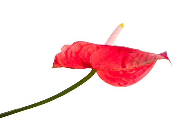 Rött hjärta, röda anthurium blomma — Stockfoto