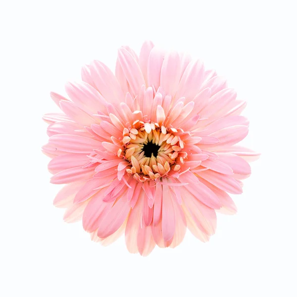 Gyönyörű rózsaszín gerbera — Stock Fotó