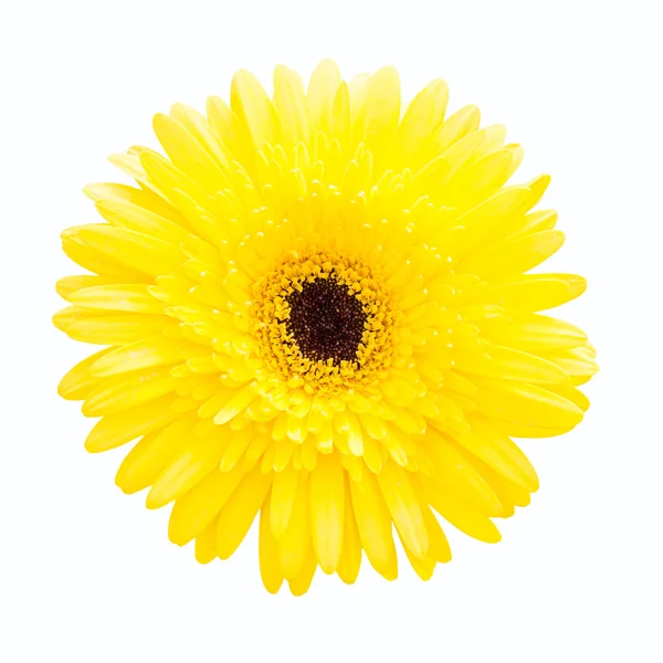 Beautiful yellow gerbera — Stock Photo, Image