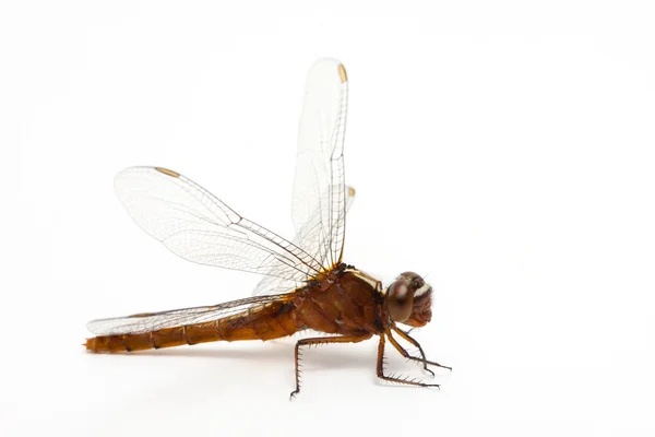 Dragonfly geïsoleerd — Stockfoto