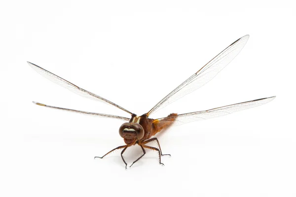 Libellula isolata — Foto Stock